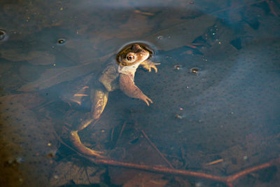 High angle view of frog swimming in water