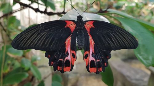Close-up of butterfly on flower