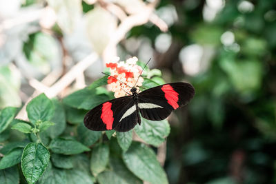 Close-up of butterfly pollinating on flower