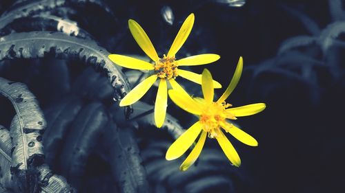 Close-up of yellow flowering plant