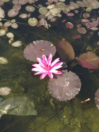 Close-up of pink lotus water lily in pond