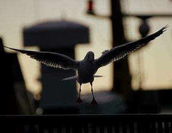 Close-up of seagull flying