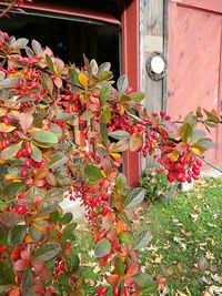 Close-up of plants