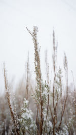 Close-up of snow on field against sky