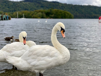 Swan on lake windermere 