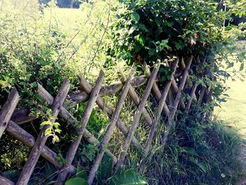 Scenic view of flowering plants in yard