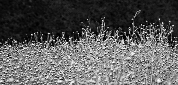 Close-up of wet plants on field