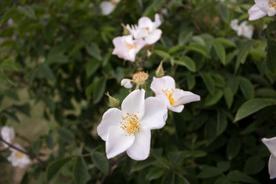 Close-up of white flowering plant