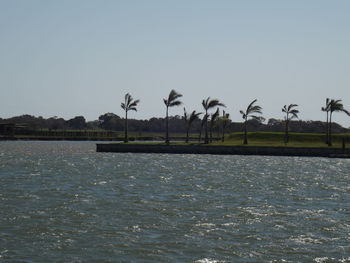 Scenic view of palm trees against clear sky