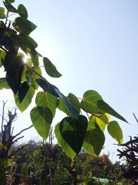 Low angle view of trees against clear sky