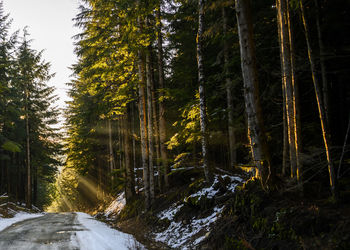 Road amidst trees in forest during winter