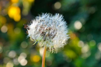 Close-up of dandelion