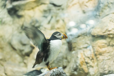 Close-up of bird perching on rock