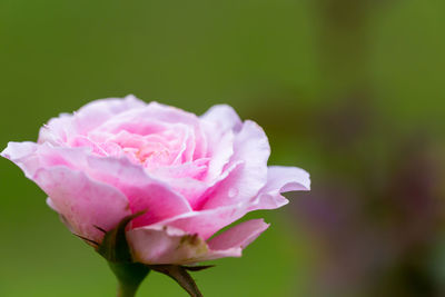 Close-up of pink rose