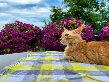 Cat sitting on purple flower