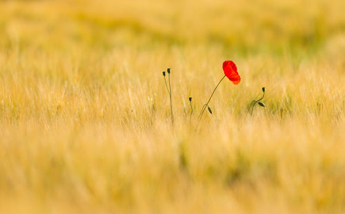 Close-up of poppy flowers growing in field