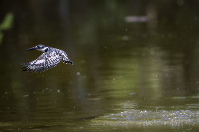 Bird flying over lake