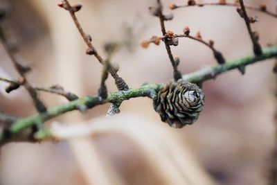 Close-up of peine tree  growing on fence