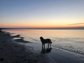 Dog standing on beach