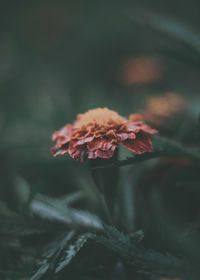Close-up of red flowering plant