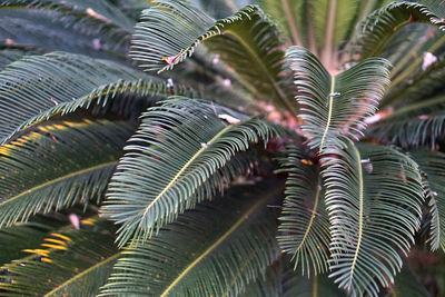 Close-up of palm leaves