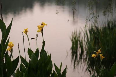 Close-up of yellow flowering plants by lake