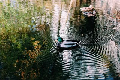 High angle view of mallard duck swimming in lake