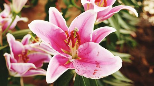 Close-up of pink flowering plant