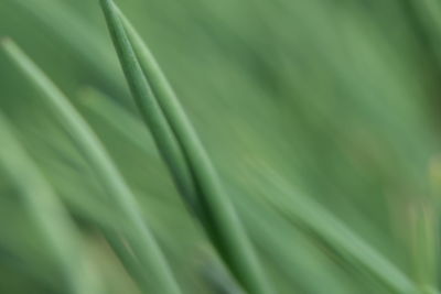 Full frame shot of green leaves