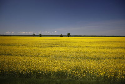 View of yellow flowers growing in field