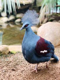 Close up of a  western crowned pigeon