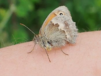 Close-up of butterfly