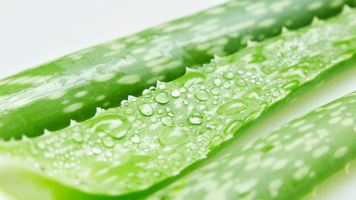 Close-up of raindrops on green leaves