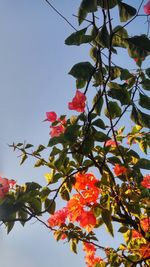 Low angle view of bougainvillea blooming against sky