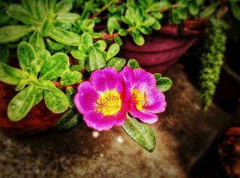 Close-up of pink flowers blooming outdoors