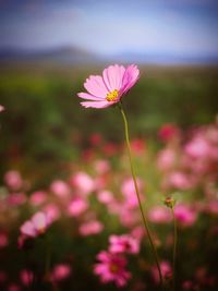 Close-up of pink cosmos flowers blooming outdoors