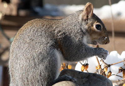 Close-up of squirrel