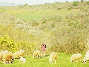 Sheep grazing on grassy field