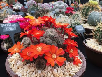 Full frame shot of potted flowers