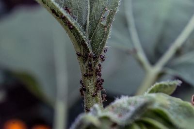 Close-up of plant against blurred background