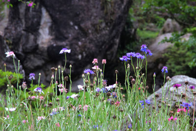 Close-up of purple crocus flowers on field