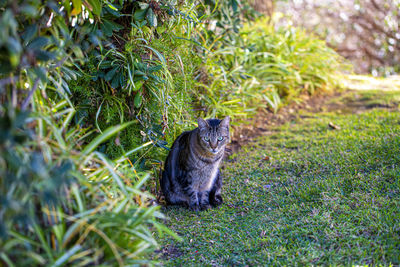 Black cat sitting on grass