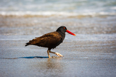 Close-up of bird perching on shore