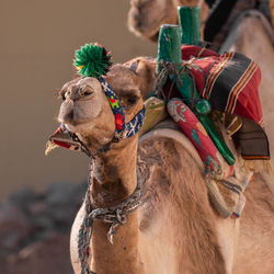 Close-up of camel