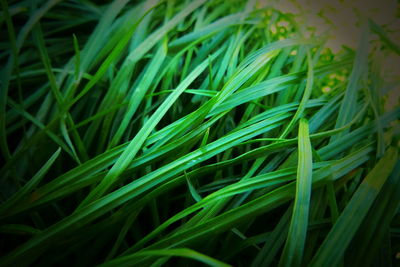 Full frame shot of grass