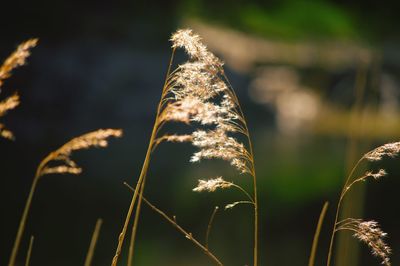 Close-up of stalks against blurred background