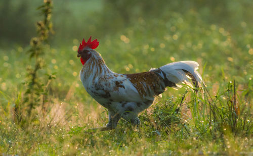 Duck on a field