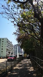 Trees in city against sky