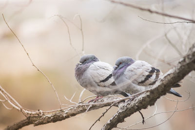 Close-up of bird perching on branch