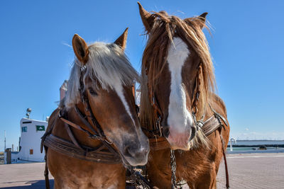 Panoramic view of two horse in ranch against sky